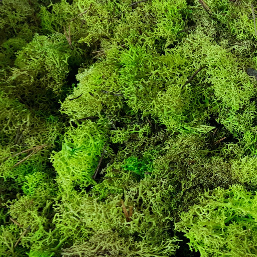 Logo vegetal Labenne